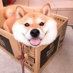 BestDoggoDoge's Avatar'
