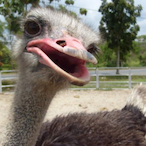 MassiveOstrich's Avatar'