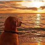 pepeee1033's Avatar'