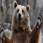BigBuddyBear's Avatar'