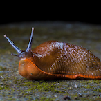 The_Slug69's Avatar'