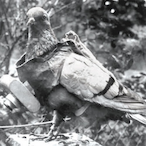 TSGL_C4erAmi's Avatar'