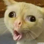 ManicButMellow's Avatar'