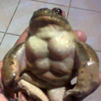 Toadman2022's Avatar'