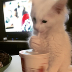 FG.Morli__'s Avatar'