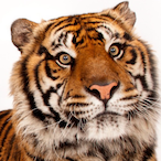 TheTigerTony's Avatar