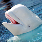 ElGrosBedo's Avatar'