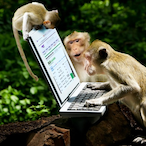 MonkeyStonksLLC's Avatar'