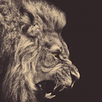 litt1eD's Avatar'