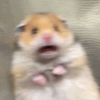 babiesblue's Avatar'