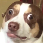 YourShawnster's Avatar'