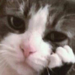 Bastet_Pop_Nyaa's Avatar'