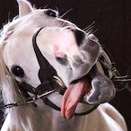 CNG_choningen's Avatar'