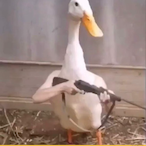 Duck.irl's Avatar'