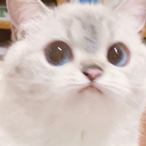 Katsu__ki's Avatar'