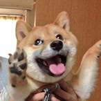 ShiBa_8896's Avatar'