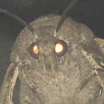 lilMoth64's Avatar'