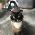 Ace_Will___'s Avatar'