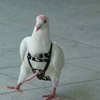 gattitaloca's Avatar'