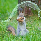 Water-Squirrel's Avatar'