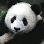 panda_gesuita's Avatar'