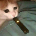 vrmoon's Avatar'