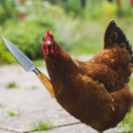 ChickensCloaca's Avatar'