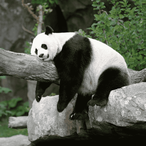 Bukfromdabak's Avatar'