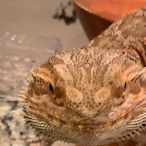 Autistic Wurm's Avatar'