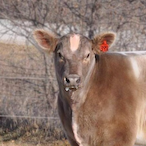 Lowlander-1's Avatar'