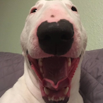 NotXimlIlI's Avatar'