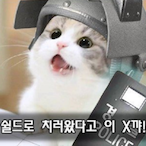 Shield_CAT's Avatar'