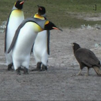 Pigeon_Penguin's Avatar'