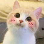 KittyGoMowMow's Avatar'