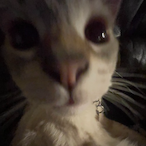 mskvf's Avatar'