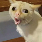 smolbean-'s Avatar'