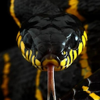 srq-'s Avatar'