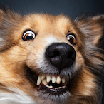 dog_power's Avatar'