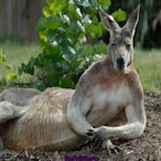 HeyGuacomole's Avatar'