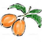 loquat-jm's Avatar'