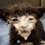 rabid_plum's Avatar'