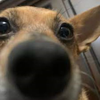 JostDog's Avatar'