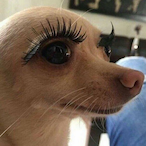 Dog_is_Cute's Avatar'