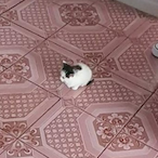 maxiarticat's Avatar'