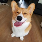 FiddleMeDog's Avatar'
