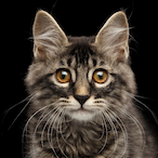 ben44jamin's Avatar'