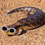 DiabeticLizard's Avatar'