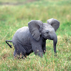 mimicG.R69's Avatar'