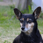 PlayerScav's Avatar'