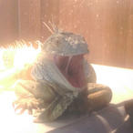 shankly1985's Avatar